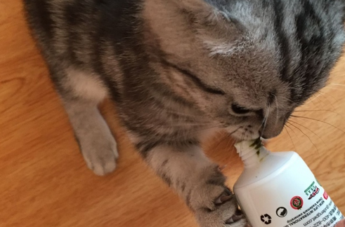 猫咪多久喂一次化毛膏