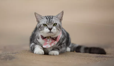 猫多大做驱虫好