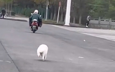 阿姨骑电动车忘记带狗了,它在后面疯狂追车 阿姨骑电动车忘记带狗了,它在后面疯狂追车