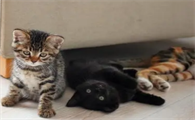 猫为什么打喷嚏但精神很好