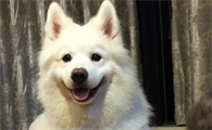 贵宾犬吃什么蔬菜最好
