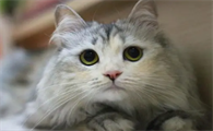 猫为什么发出咕噜咕噜的声音怎么回事