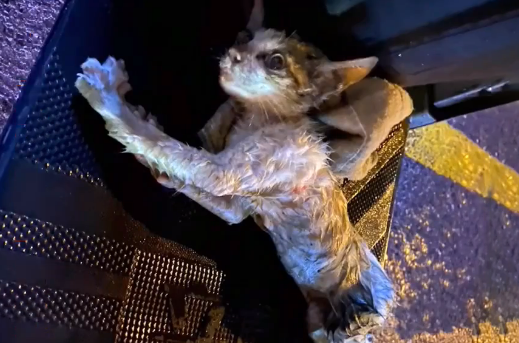 车座上不动的流浪猫,走近才明白它在求助 车座上不动的流浪猫,走近才明白它在求助