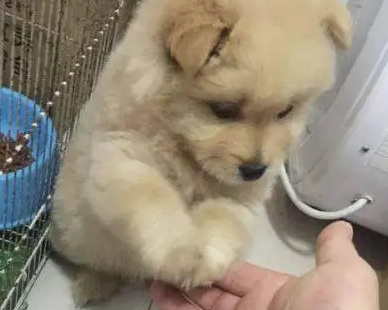 网友带回家的流浪狗,不断对着主人作揖 网友带回家的流浪狗,不断对着主人作揖