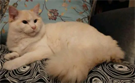 九个月的猫可以配猫吗