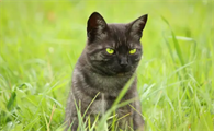 猫眼睛变成绿色是什么原因引起的