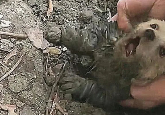 男子带狗遛弯,狗狗突然对着土里叫个不停 男子带狗遛弯,狗狗突然对着土里叫个不停