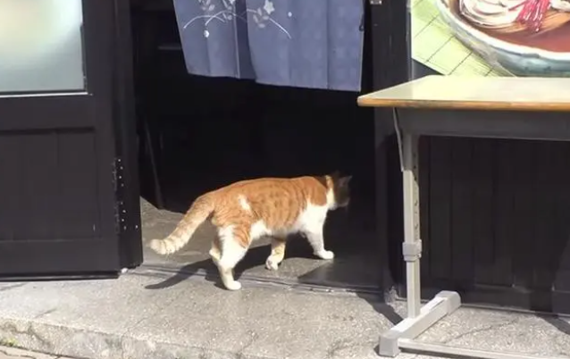 流浪猫白天都很困，好奇跟拍行踪，原因感人