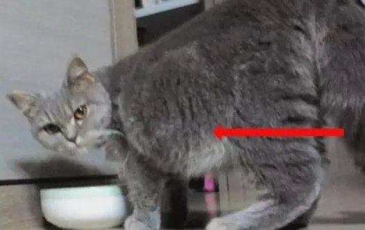 猫的肚子特别大