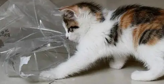 猫咪吃塑料了怎么办啊 猫咪吃塑料了怎么办啊