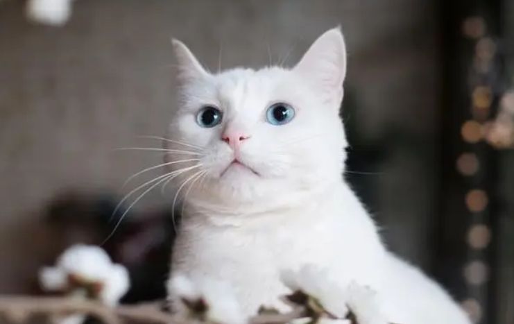 猫咪吃冻干鹌鹑的危害有多大