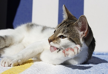 猫咪外伤可以用红霉素软膏吗
