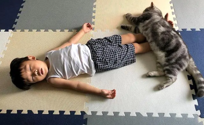 猫会保护主人的孩子吗