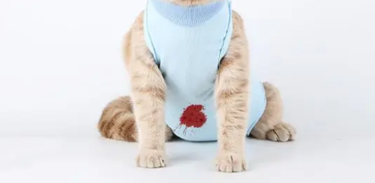 母猫做绝育后几天能彻底恢复