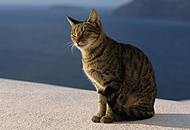 猫白球比偏低的原因是什么
