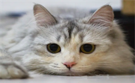 猫尿带血块是什么原因造成的