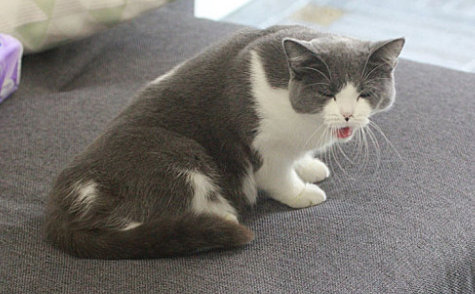 小猫眼睛糊住还有脓一样的流出来怎么回事