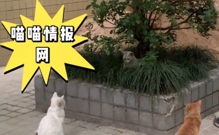 我的猫丢了，最后竟是收养的流浪猫找回来了
