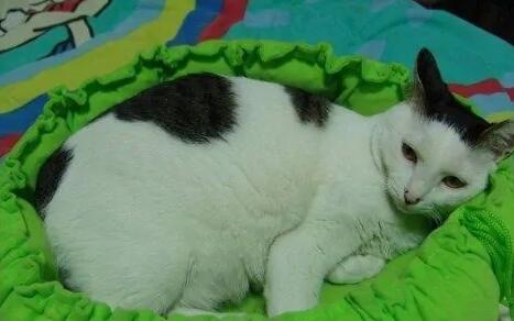 怎么训练猫睡猫窝 怎么训练猫睡猫窝