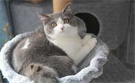猫吐黄绿色的液体怎么回事
