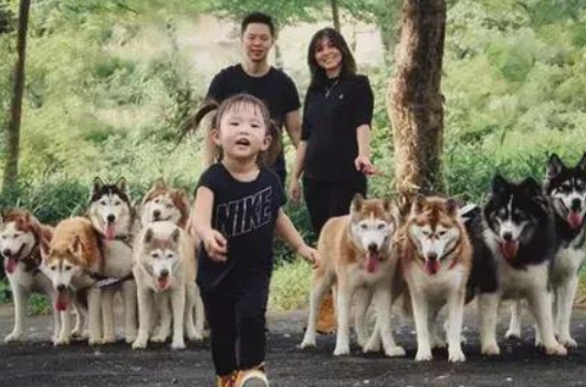 女子养了11只哈士奇，怀孕后还坚持养着