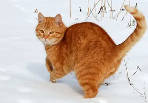 零下5度猫咪会冻死吗