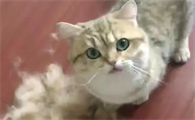 猫掉毛吃什么好