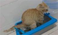 猫咪忽然在地板上拉屎怎么办