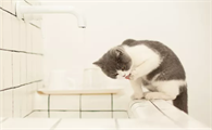 猫咪特别胆小怎么办啊