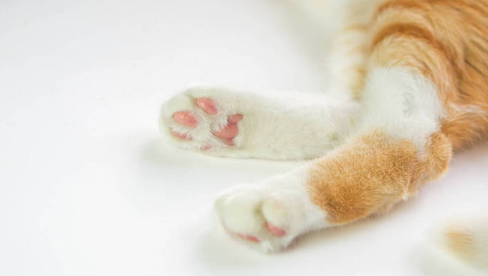 猫前腿有凸起的小肉粒带硬毛怎么办