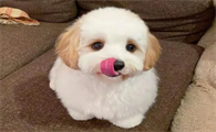 狗粮怎么选?选粮焦虑症必看!