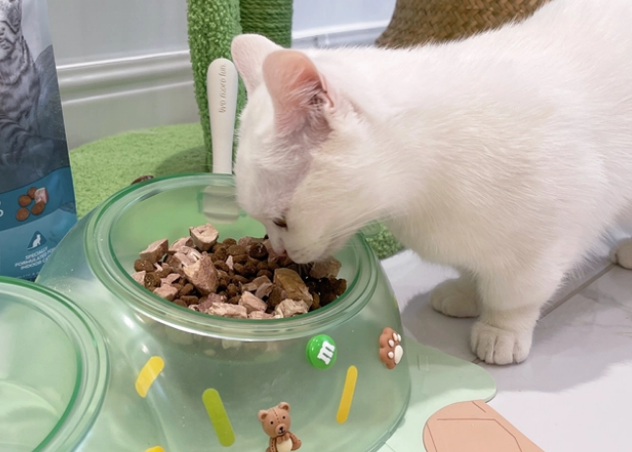 猫咪吐了没消化的猫粮?换粮期间要注意这些 猫咪吐了没消化的猫粮?换粮期间要注意这些