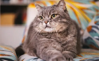 猫传腹怎么得的