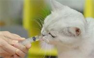 怎样给猫咪喂感冒药