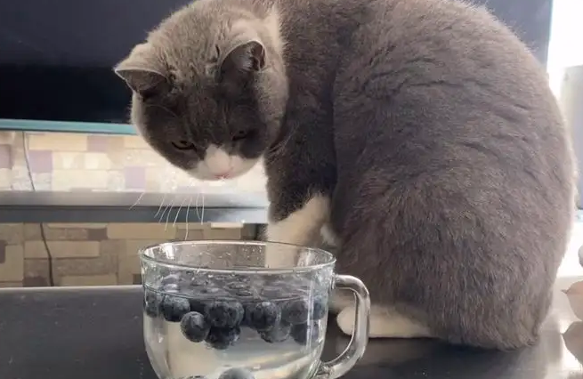 猫吃了一粒蓝莓会死吗