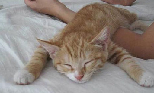 猫咪软便带血吃益生菌有用吗 猫咪软便带血吃益生菌有用吗
