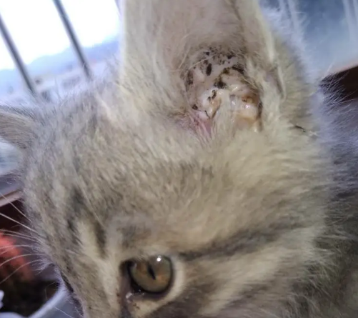猫长耳螨什么原因引起的
