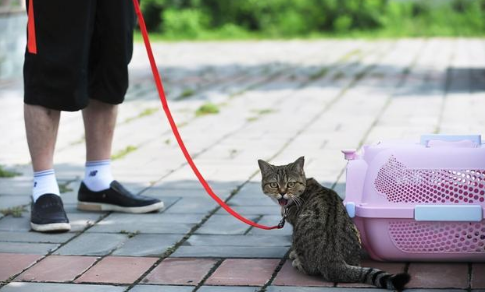 猫咪可以带牵引绳吗