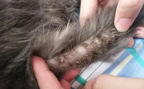 猫咪尾巴根部皮肤有褐色分泌物怎么办 猫咪尾巴根部皮肤有褐色分泌物怎么办