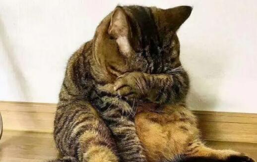 怎么给猫咪道歉能看懂 怎么给猫咪道歉能看懂