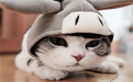 两个月的小猫能吃干猫粮吗
