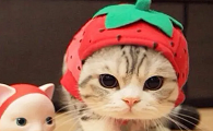 猫能吃草莓吗为什么