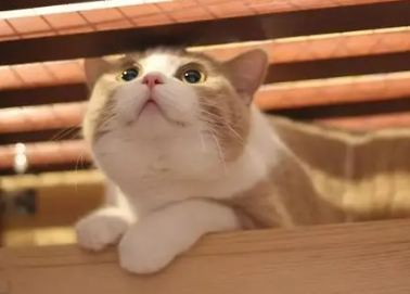 猫传腹传染猫吗