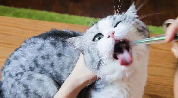 猫多久驱一次虫