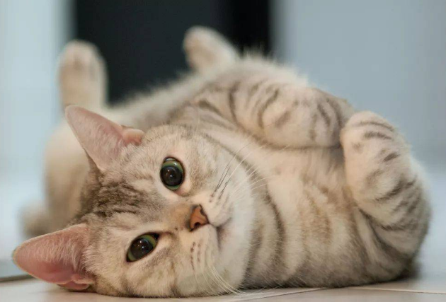 猫吐了是什么原因黄水怎么办 猫吐了是什么原因黄水怎么办