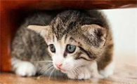 猫咪的应激反应是什么意思