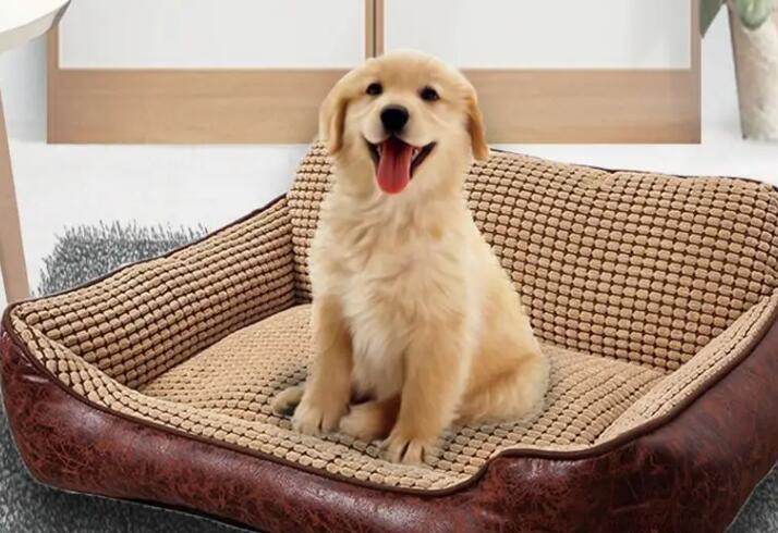 狗窝臭怎么办