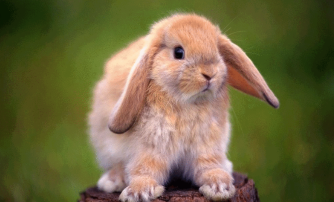 为什么会说垂耳兔为什么不能饲养？