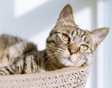 治疗猫传腹必须抽水吗