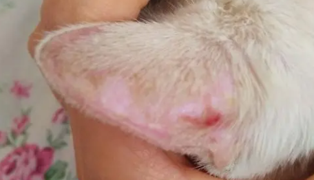 猫咪耳朵上有皮屑是怎么回事 猫咪耳朵上有皮屑是怎么回事